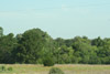 forest near Harwood, Texas