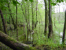 Minnesota black ash hardwood swamp