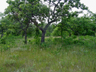 Minnesota oak savanna