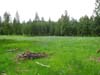 Camas meadow, lower slopes of Mt. Emily north of La Grande, Oregon