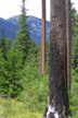 Fire-resistant Pinus ponderosa, Wenatchee Ntl. Forest, WA