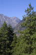 Ponderosa pine near Leavenworth, Wahington