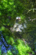 salmon hatchlings, Hoh rain forest, Olympic Ntl. Park, WA