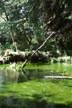 salmon-spawning stream, Hoh rain forest, Olympic Ntl. Park, WA
