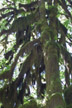 moss, Hoh rain forest, Olympic Ntl. Park, WA