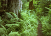 Sword ferns, Hoh rain forest, Olympic Ntl. Park, Washington