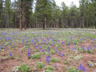 Wildflowers, Jemez Mountains, New Mexico