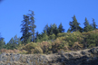 declining conifers along Columbia River, Oregon