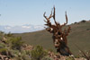 Dead Pinus longaeva trunk with high Sierras in background.