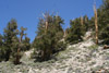 Pinus longaeva trees showing living and dead trunks.