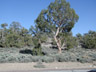 Bristlecone pine (Pinus longaeva) forest, Inyo Co., California