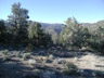 Bristlecone pine (Pinus longaeva) forest, Inyo Co., California