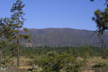 savanna east of Siskiyous, Josephine Co., OR