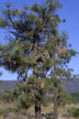 pine, east of Siskiyous, Josephine Co., OR