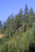 west slope of Siskiyou Mountains, California