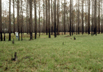 Longleaf pine savanna after a fire, Green Swamp, South Carolina