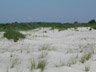 Coastal maritime forest and dunes, Assateague Island, Maryland