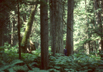 temperate rain forest, Mt. Revelstoke National Park, British Columbia