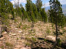 treeline, St. Mary's Peak, Montana