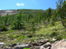 treeline, St. Mary's Peak, Montana