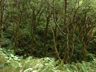 Coastal alder thicket from below, Redwoods Ntl. Park, California