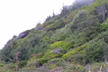 Shrubs along coast, Redwoods Ntl. Park, California