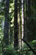 redwood forest, Jedediah Smith Redwoods State Park, California