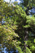 redwood and tanoak, Jedediah Smith Redwoods SP, CA