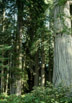 redwood forest, northern California