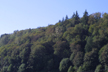 mixed forest, Skagit River valley, Washington