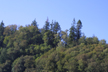 mixed forest, Skagit River valley, Washington