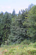 mixed forest, eastern Olympic Peninsula, Washington