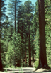 Sequoiadendron gigantea (giant sequoia) grove, Yosemite Ntl. Park, CA
