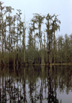 Taxodium distichum (bald cypress), Okefenokee Swamp, Georgia