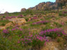 Wildflowers, Cedar Breaks Ntl. Monument, Iron Co., Utah