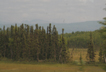 Black spruce, southern Alaska