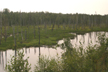 interior wetlands south of Talkeetna, AK