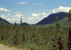 Taiga, south of Brooks Range, Alaska