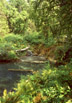 Laird Hot Springs, northern British Columbia