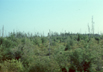 black spruce and tamarack, near James Bay, Ontario