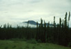 Black spruce between Teslin Lake and Whitehorse, Yukon Territory