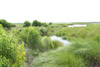 Coastal marsh, Bayou Sauvage National Wildlife Refuge, New Orleans, Louisiana