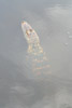 alligator, Bayou Sauvage National Wildlife Refuge, New Orleans, Louisiana