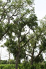 live oak, Bayou Sauvage National Wildlife Refuge, New Orleans, Louisiana