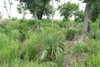 palmetto, Bayou Sauvage National Wildlife Refuge, New Orleans, Louisiana