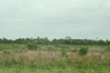grassland west of Lafayette, Louisiana