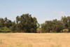 Oak Savanna, Kaweah Oaks Preserve, Tulare Co., California