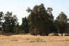 Oak Savanna, Kaweah Oaks Preserve, Tulare Co., California