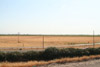 Agriculture, near Fresno, Fresno Co., California
