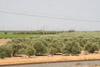 Agriculture, near Fresno, Fresno Co., California